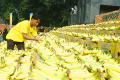 Sunpride Pecahkan Rekor MURI untuk Pajangan Pisang Terbanyak