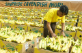 Sunpride Pecahkan Rekor MURI untuk Pajangan Pisang Terbanyak