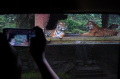 Taman Safari Bogor Tujuan Wisata Libur Lebaran 2024