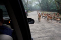 Taman Safari Bogor Tujuan Wisata Libur Lebaran 2024