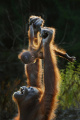 taman-safari-indonesia-umumkan-pemenang-international-animal-pho_20231016_010726.jpg