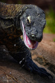 taman-safari-indonesia-umumkan-pemenang-international-animal-pho_20231016_011143.jpg