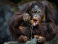 taman-safari-indonesia-umumkan-pemenang-international-animal-pho_20231016_011240.jpg