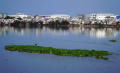 tanaman-eceng-gondok-tumbuh-liar-di-waduk-pluit-penjaringan_20220614_155629.jpg
