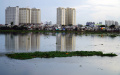 Tanaman Eceng Gondok Tumbuh Liar di Waduk Pluit Penjaringan