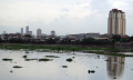 Tanaman Eceng Gondok Tumbuh Liar di Waduk Pluit Penjaringan