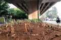 tanaman-hias-di-taman-flyover-kopo-banyak-yang-mati_20231109_152429.jpg