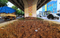 tanaman-hias-di-taman-flyover-kopo-banyak-yang-mati_20231109_152431.jpg