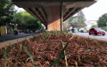 tanaman-hias-di-taman-flyover-kopo-banyak-yang-mati_20231109_152435.jpg
