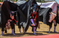 Tarian 100 Bantengan Buka Majafest 2023