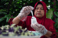 Teh Herbal Produk UMKM Jamiah Rizqi Menjadi Souvenir G20