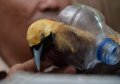 Tersangka dan BB Penyelundupan Burung