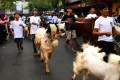 Tradisi Arak-arakan Hewan Kurban Warga Sukoharjo Kota Malang