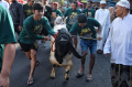 tradisi-arak-arakan-hewan-kurban_20240617_104137.jpg