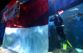 upacara-bendera-di-dalam-aquarium_20220817_203320.jpg