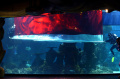 Upacara Bendera di Dalam Aquarium