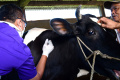 Vaksinasi PMK pada Sapi di Malang