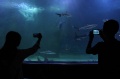 Wahana Seaworld di Taman Impian Jaya Ancol