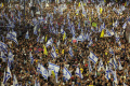 warga-israel-demo-anti-pemerintah-buntut-kematian-6-sandera_20240902_105932.jpg