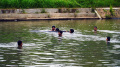 Warga Menjaring dan Memancing Ikan di Danau Tiga Raksa