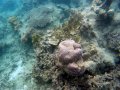 Wisata Bawah Laut Kepulauan Seribu