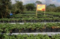 Wisata Kebun Stroberi
