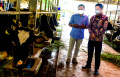 Yili Bantu Peternak Sapi Perah