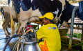 Yili Bantu Peternak Sapi Perah