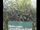 Elaeocarpus_grandiflorus.jpgPelawa.jpgKembang_Seribu.jpg