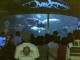 ancol.jpg