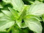 daun_kemangi.jpg