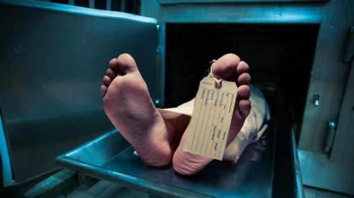 Ilustrasi Insinyur Boeing meninggal dunia usai berhubungan badan dengan kuda