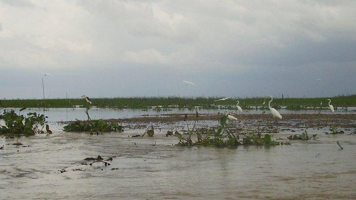 Burung kuntul di Danau Jempang Kalimantan Timur.