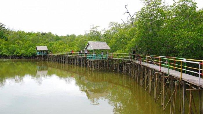 Hutan Mangrove di Desa Wisata Mentawir, Kecamatan Sepaku, Kabupaten Penajam Paser Utara (PPU) Kalimantan Timur (Kaltim).