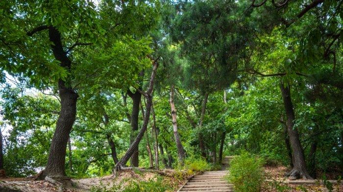 Dream Forest, Korea Selatan