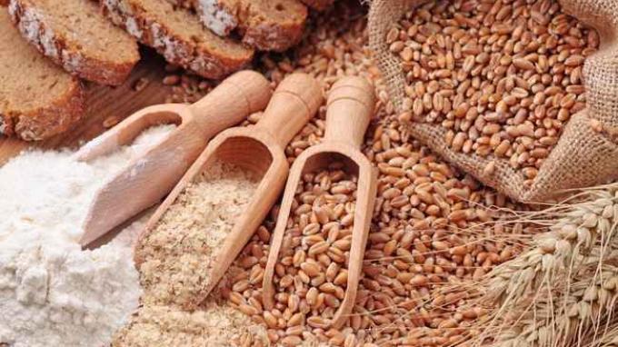 Ilustrasi Gandum