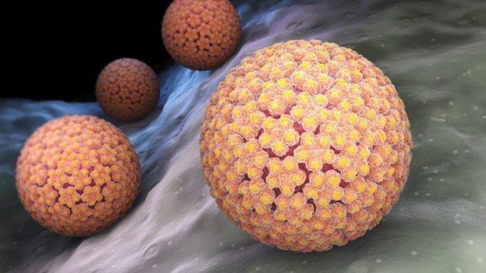 Human Papillomavirus yang diperbesar jutaan kali