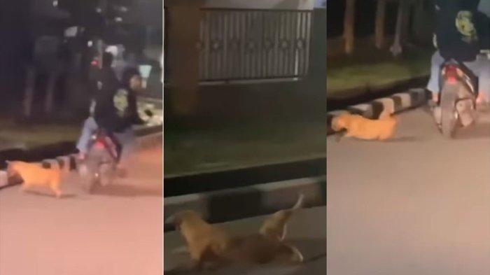 Viral, Dua Pria di Jambi Boncengan Sambil Ikat dan Seret Anjing Peliharaan (Instagram/@jambidoglover)