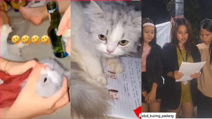 Video 23 Detik Kucing Dicekoki Miras sampai Mabuk di Padang, 3 Wanita Brutal Ini Diungkap Tetangga.
Inilah wajah 3 wanita yang siksa kucing, cekoki kucing pakai miras sampai mabuk