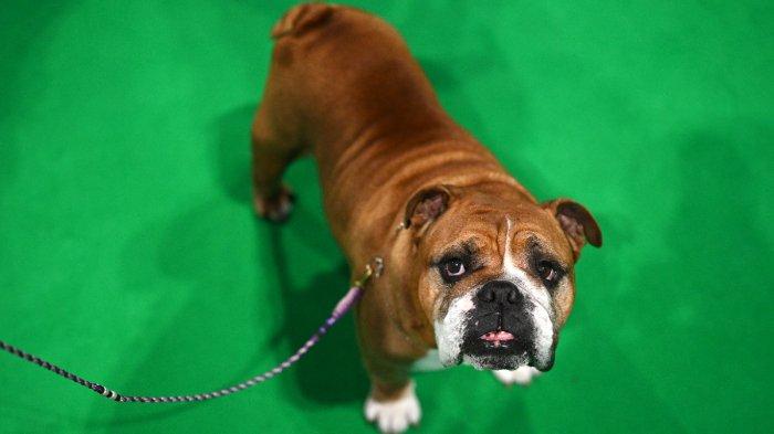 Seekor Bulldog berdiri bersama pawangnya setelah dinilai pada hari terakhir pertunjukan anjing Crufts di National Exhibition Centre di Birmingham, Inggris tengah, pada 12 Maret 2023.