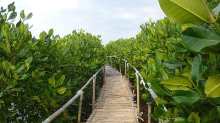 Hutan mangrove di Pantai Maron, Semarang, Jawa Tengah.