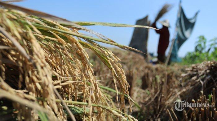 Musim panen padi di persawahan Desa Cibunar, Bogor, Jawa Barat, Senin (13/9/2021).