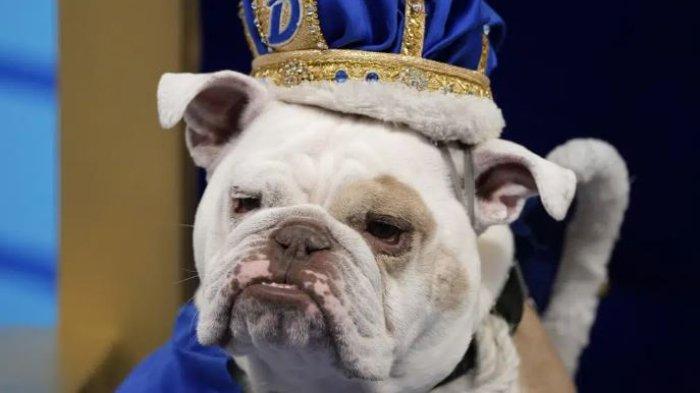 Patch, milik Jennifer Hinton, dari Fort Dodge, Iowa, duduk di singgasana setelah dinobatkan sebagai pemenang tahunan ke-44 Drake Relays Beautiful Bulldog Contest, Senin, 24 April 2023, di Des Moines, Iowa. Kontes tersebut memulai perayaan Drake Relays di Drake University di mana maskotnya adalah bulldog.