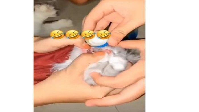 Tiga wanita bernama Syinita Ade Putri (24) Lenni Marlina (25) dan Sisri Annisa Wahida (22) mencekoki kucing dengan miras di indekosnya, di Kota Padang, Sumatera Barat.