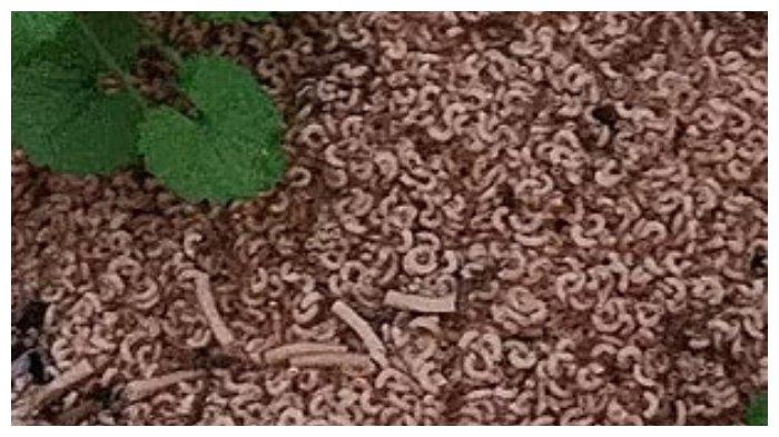 Tumpukan makaroni dibuang