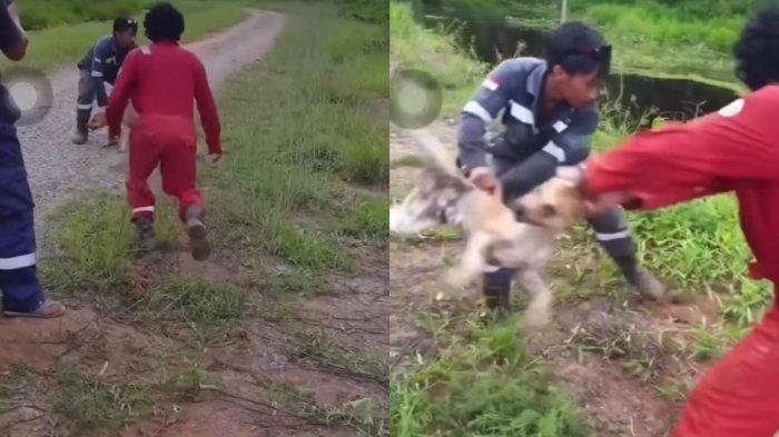 Viral Video Aksi 2 Pria Yang Lempar Anjing ke Dalam Sungai Penuh Buaya