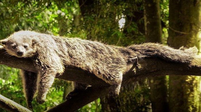 Binturung saat tidur di batang pohon. Hewan langka yang tinggal di Indonesia ini aroma tubuhnya seperti popcorn.