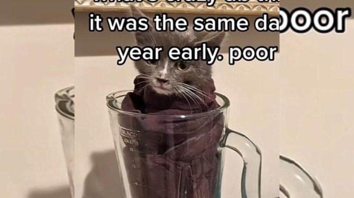 Video viral penganiayaan seekor kucing di dalam blender oleh seorang pria