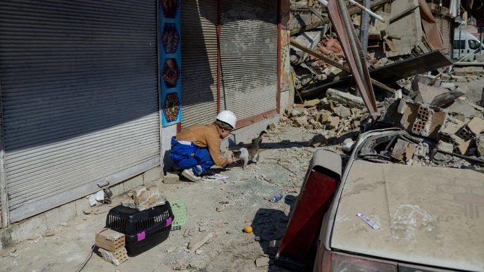 Seorang sukarelawan untuk LSM lokal Haytap mencoba memancing seekor kucing ke dalam kandang di Antakya, selatan Turki, di mana banyak hewan terperangkap di reruntuhan setelah gempa 6 Februari, pada 18 Februari 2023. Gempa berkekuatan 7,8 melanda dekat Gaziantep , Turki, pada dini hari tanggal 6 Februari, diikuti oleh gempa berkekuatan 7,5 setelah tengah hari. Gempa tersebut menyebabkan kerusakan luas di Turki selatan dan Suriah utara dan telah menewaskan lebih dari 40.000 orang