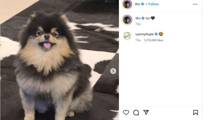 Yeontan anjing milik V BTS alias Kim Taehyung
